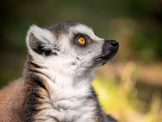Close-up portrait of ring-tailed lemur with striking orange eyes looking upward against blurred...
