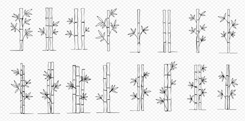 Naklejka premium A collection of hand-drawn bamboo stalks and leaves in a black and white line art style on a transparent background.