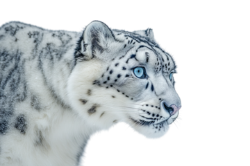 Close-up of a white snow leopard with striking blue eyes against a dark background.