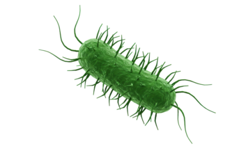 Isolated Microscopic Green Bacteria Cell