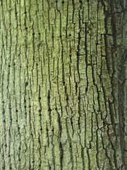 tree bark texture in green shades