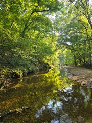 autumn in the forest