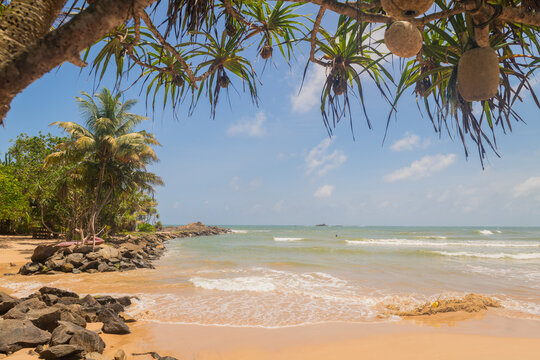 tropical beach and blue ocean with palm trees on the island of sri lanka 