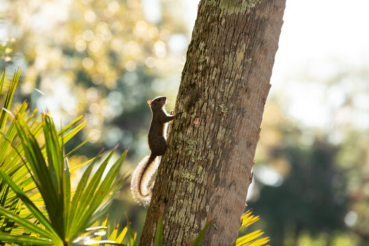 squirrel climbing tree