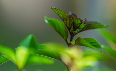 Fleur du basilic Thai - Ocimum basilicum