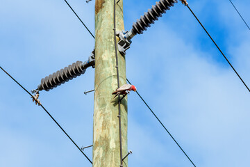 Photograph of a pink and grey Galah parrot sitting high up on a wooden telephone pole in the...
