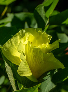 Fleur du cotonnier - Gossypium herbaceum