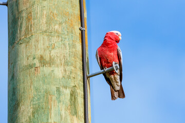 Photograph of a pink and grey Galah parrot sitting high up on a wooden telephone pole in the...