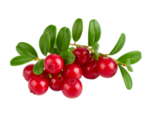 Cowberry lingonberry branch isolated on transparent background