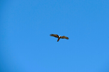 Obraz premium Pacific Baza (Aviceda subcristata) in flight