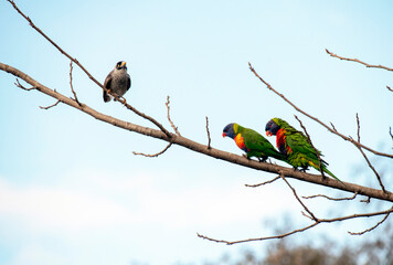 Rainbow Lorikeet (Trichoglossus moluccanus) and Noisy Miner