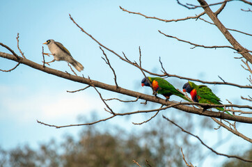 Rainbow Lorikeet (Trichoglossus moluccanus) and Noisy Miner