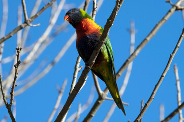Rainbow Lorikeet (Trichoglossus moluccanus) perched on a tree