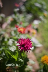 Xenia flowers in full bloom.
