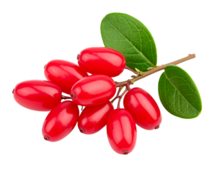 Barberries isolated on transparent background