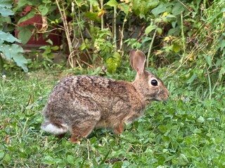 eastern cottontail (Sylvilagus floridanus) in summer