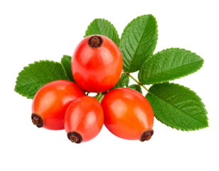 Rose hips with leaves isolated on transparent background