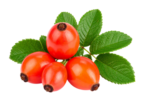 Rose hips with leaves isolated on transparent background