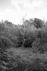 A solitary tree stands out against a backdrop of lush forest in a monochrome capture.