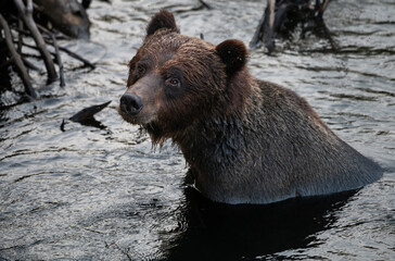 Obraz premium Grizzly bear on the coast of British Columbia