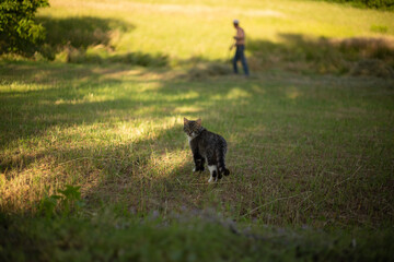 A tabby cat in a sunlit field looks back at the camera with a man in the background.
