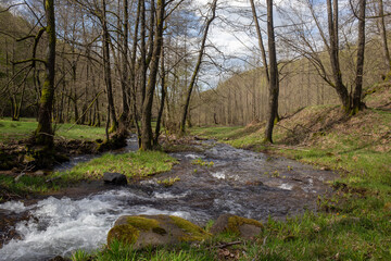 A tranquil stream flows through a vibrant green forest, creating a serene landscape in the woods.