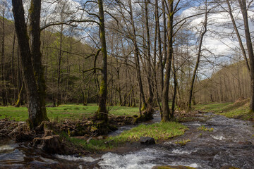 The tranquil stream flows through a serene forest with lush green grass and tall trees.