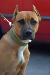 A close-up portrait of a dog with short, reddish-brown fur and a dark muzzle. The animal has cropped ears, a deep and attentive look in its dark eyes. 