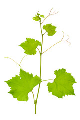 Grape branch with bright juicy leaves isolated on white