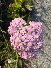 Close-up of a heart-shaped cluster of delicate pink yarrow flowers in sunlight, with tiny yellow centers, growing against a blurred natural background, symbolizing love and beauty in nature. © Beverley