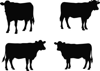Set of four black cow silhouettes, various poses and angles, farm animal and livestock collection, isolated black on a white background, vector illustration