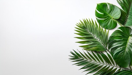 Obraz premium green tropical leaves of different plants on white background