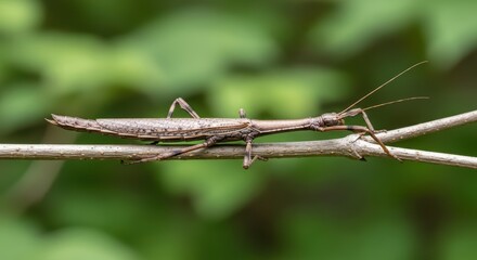 Brown walking stick insect balancing on branch in natural habitat