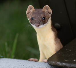 Long tailed weasel close up