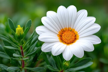 Fototapeta premium White gazania rigens flower blooming in spring garden