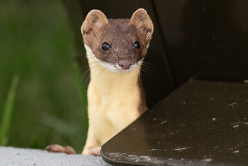Long tailed weasel close up