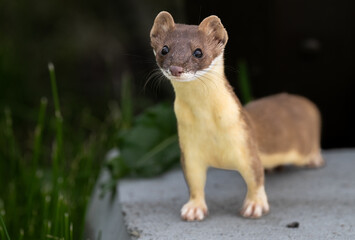 Long tailed weasel close up