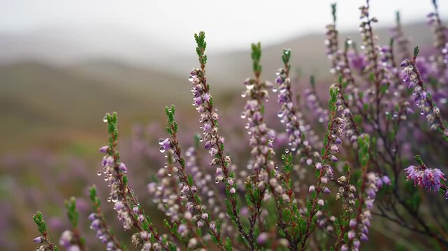 Dew-kissed heather blooms in a misty landscape
