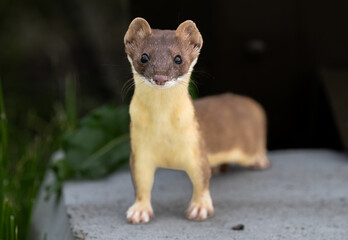 Long tailed weasel close up
