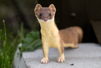 Long tailed weasel in the wild