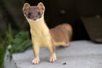 Long tailed weasel in the wild