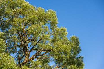 Large Willow Tree Crown Against Blue Sky. Big Branch Weeping Willow. Nature Background