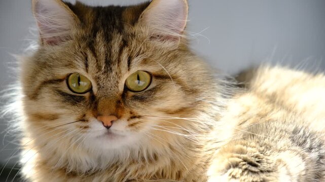 Close-up portrait of cute tabby cat, lounging. Soft morning light, easy fresh breeze, enjoying sun beam. Relaxing on the balcony floor and looking window. funny pets. Calmness, tranquil ambiance