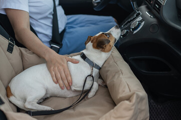Caucasian woman travels by car with her dog. Jack Russell Terrier in a special car seat. 