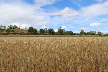 Getreidefeld, Weizen, Himmel, Natur