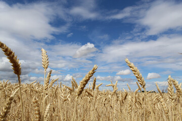 Getreide, Weizen, Makro, Himmel