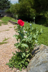 Poppy flower close-up