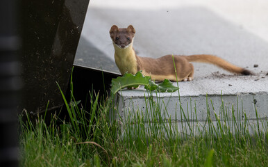 Obraz premium Long tailed weasel in the wild
