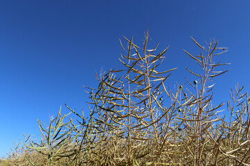 Raps erntereif, Makro, Himmel, Sommer
