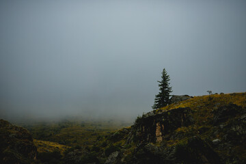 Solitary tree on misty mountain landscape with overcast sky